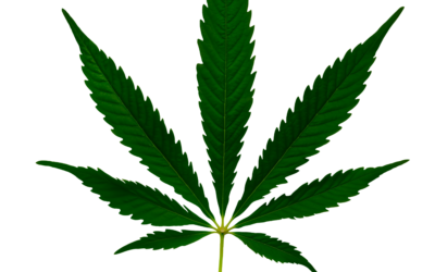 Article in The Assembly Highlights Emancipate NC Case